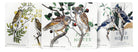 Field Notes · Birds & Trees of N. America · Field Notes Memo - Pack | socius design in Rochester, MN