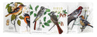 Field Notes · Birds & Trees of N. America · Field Notes Memo - Pack | socius design in Rochester, MN