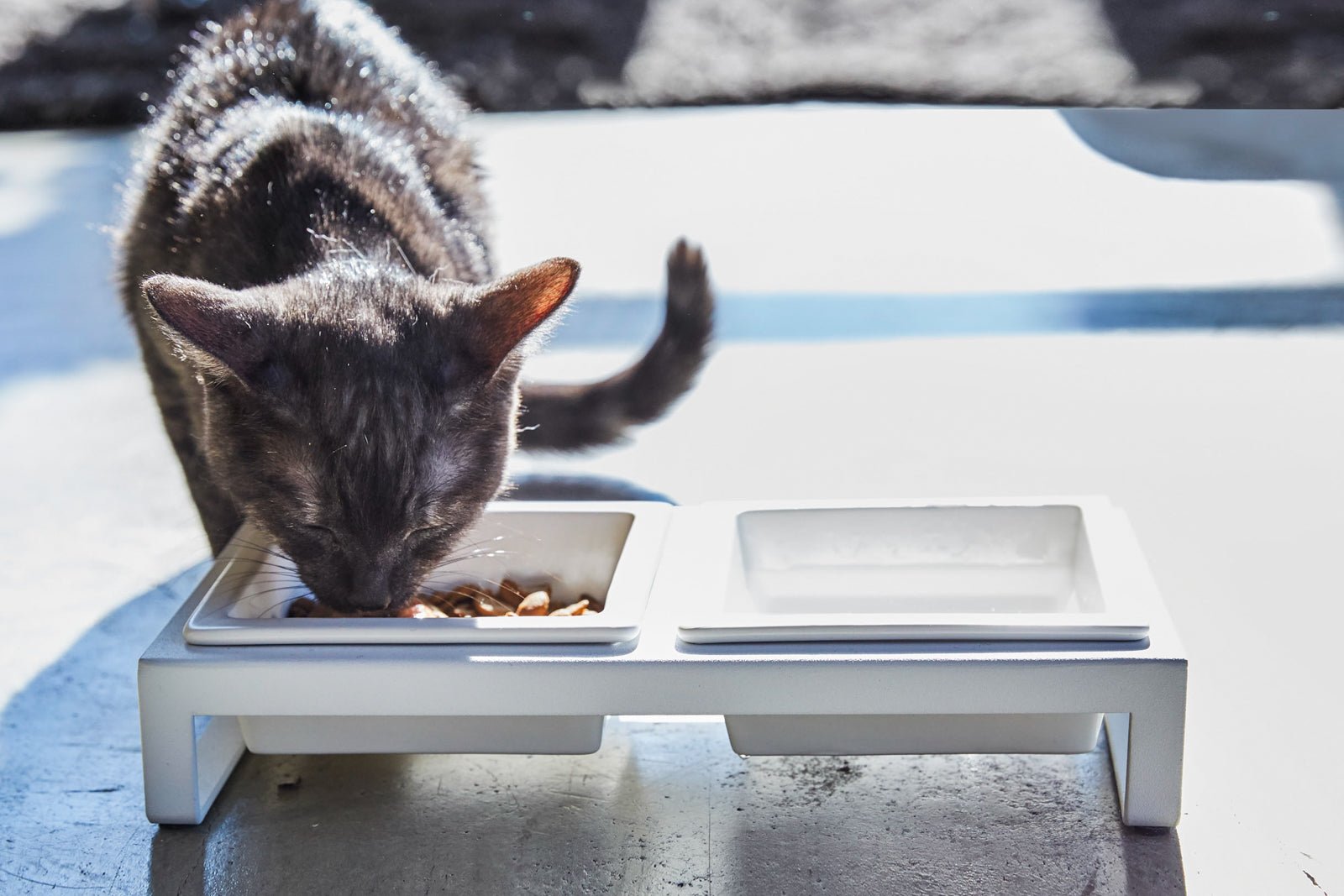 Yamazaki Home · Ceramic Pet Food Bowl | socius design in Rochester, MN