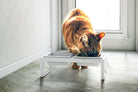 Yamazaki Home · Ceramic Pet Food Bowl | socius design in Rochester, MN