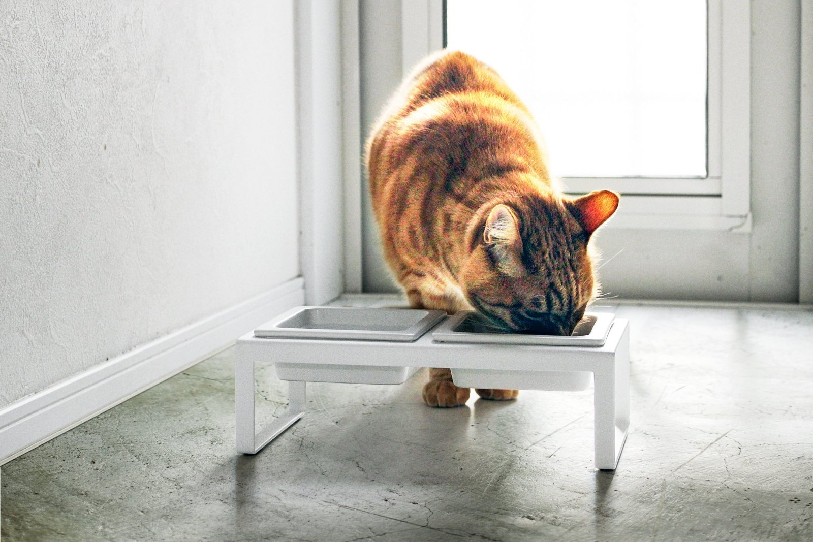 Yamazaki Home · Ceramic Pet Food Bowl | socius design in Rochester, MN