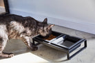 Yamazaki Home · Ceramic Pet Food Bowl | socius design in Rochester, MN