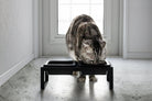 Yamazaki Home · Ceramic Pet Food Bowl | socius design in Rochester, MN