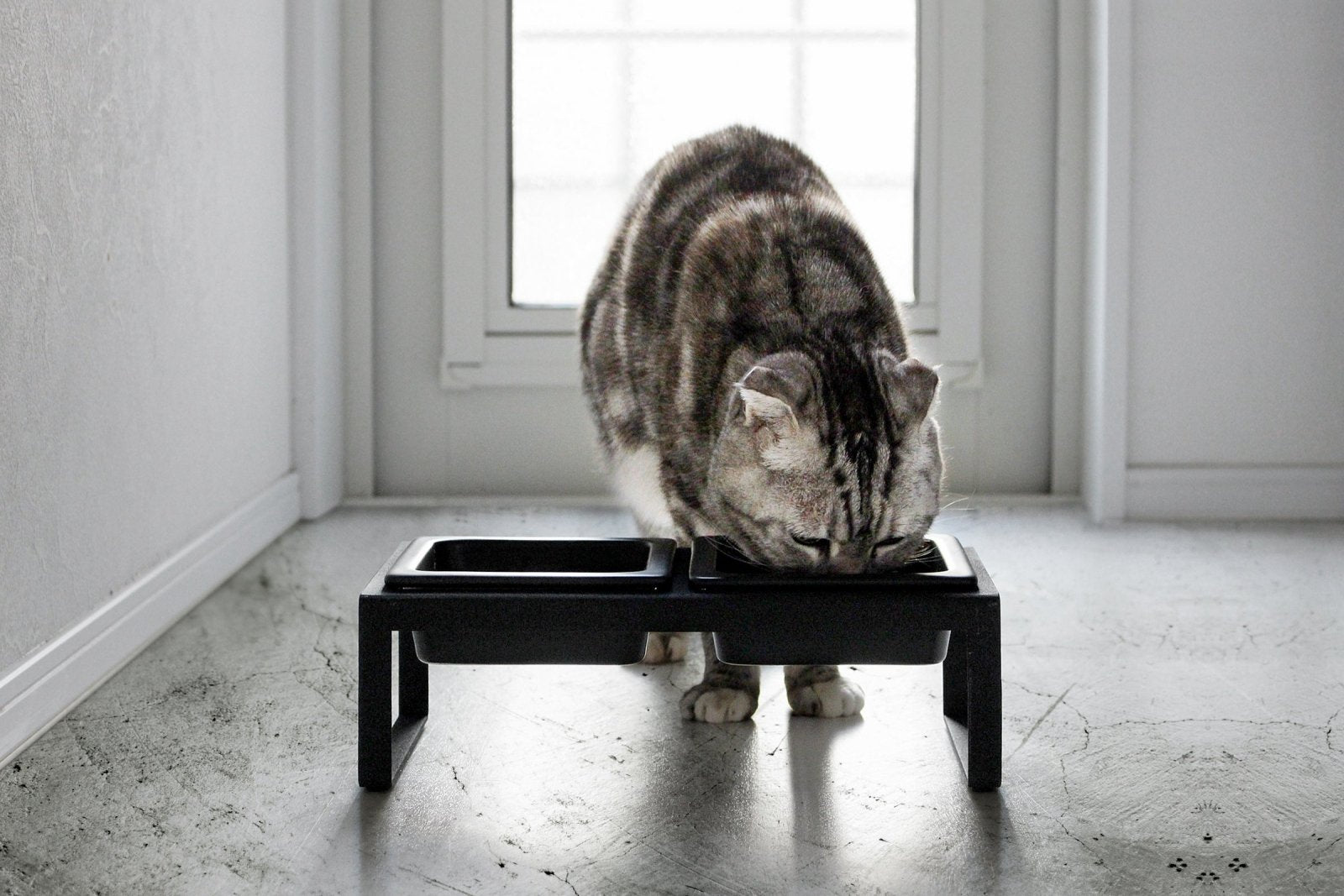 Yamazaki Home · Ceramic Pet Food Bowl | socius design in Rochester, MN